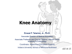 Knee Anatomy - Indiana University
