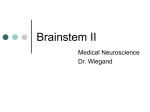 Brainstem II - Bellarmine University
