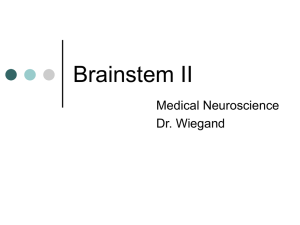 Brainstem II - Bellarmine University
