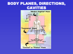 BODY PLANES, DIRECTIONS, CAVITIES