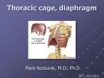 Thoracic cage Diaphragm