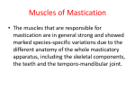Muscles of Mastication - UMK C.A.R.N.I.V.O.R.E.S. 3 | C