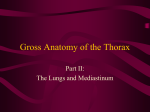 Gross Anatomy of the Thorax - Kingwood Application Server