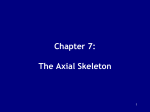 Chapter 7: The Axial Skeleton