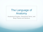 The Language of Anatomy - Doral Academy High School