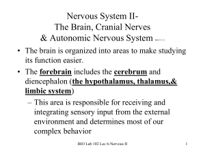 Nervous System II- The Brain, Cranial Nerves & Autonomic