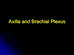 Axilla and Brachial Plexus - University of Kansas Medical