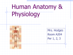 Human Anatomy (BIOL 1010)