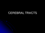 CEREBRAL TRACTS - University of Kansas Medical Center