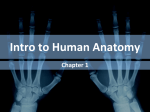 Intro to Human Anatomy