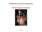 Neuroanatomy: Blood Supply