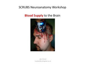 Neuroanatomy: Blood Supply