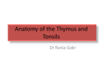 Anatomy of the Thymus and Tonsils