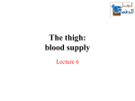 The thigh: blood supply