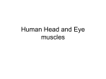 Human Head, Neck, Eye muscles