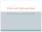 Pelvis and Perineum Quiz