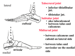 Ankle Structure