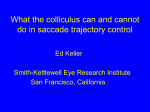 What the colliculus can and can not do in saccade - Smith