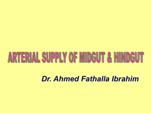 27-Arterial supply of mid & hindgut