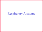 Respiratory Anatomy