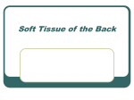 Soft Tissue of the Back