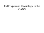 Cell Types and Physiology in the CANS
