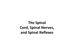 Chapter 13: The Spinal Cord, Spinal Nerves, and Spinal Reflexes