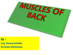 5-MUSCLES OF BACK