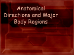 Anatomical Directions and Major Body Regions