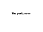 The peritoneum