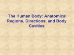 Anatomical Terminology Power Point