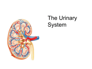 Lecture 23 - The Urinary System