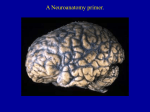 Neuroanatomy