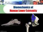Week 8 - Biomechanics of Human Lower Extremity
