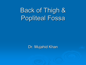 20-Back of Thigh & Popliteal Fossa