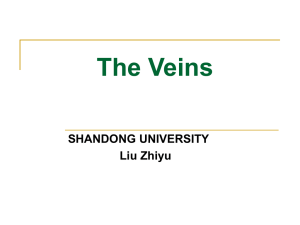 The Veins 静脉