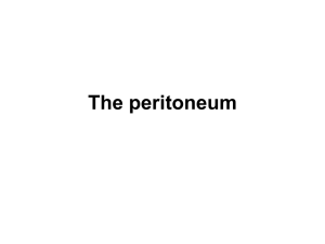 39. Peritoneum. Bursae of peritoneal cavity