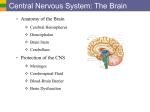 a15 CNS- The Brain
