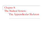 Chapter 8- Appendicular
