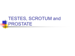 scrotum & prostate - Orange Coast College