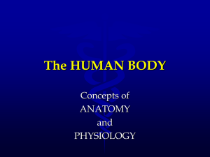 The HUMAN BODY