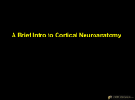 Cortical Sulci