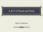A & P of Head and Neck