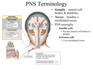 Lecture PNS