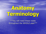 Anatomy Terminology