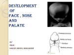 04-face,nose, palate..