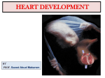 Final heart development