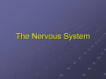 NeuroReview1