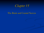 Chapter 15 - Nervous System Brain & Cranial Nerves