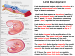 12. Appendicular & limb2009-06